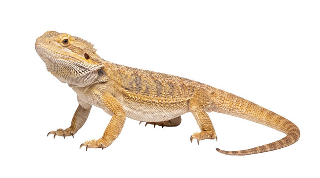 A vibrant studio photograph of a healthy bearded dragon lizard, standing alertly with keen eyes on white background.