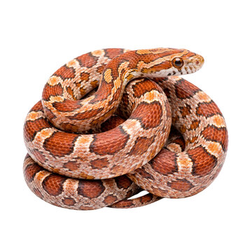 Captivating photograph of a vibrant corn snake, coiled elegantly with its head raised.