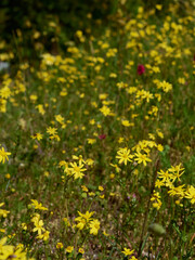 Fototapeta premium Wild Yellow Flowers Blooming in a Summer Meadow