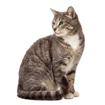 A beautiful domestic gray tabby cat with distinct striped fur and striking green eyes, sitting elegantly, looking right.