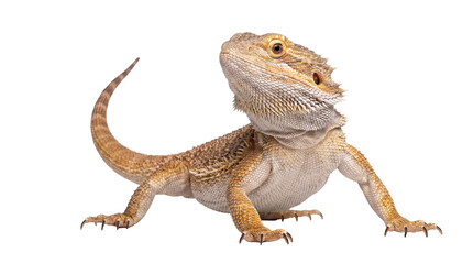 Majestic bearded dragon (Pogona vitticeps) captured, showcasing its unique scales, alert gaze.