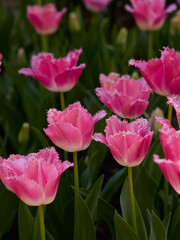 Fototapeta premium Pink fringed tulips blooming in spring garden