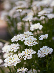 White garden flowers in natural light