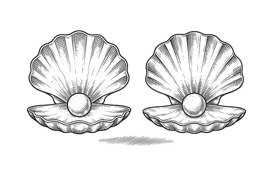 Open Oyster Shell with Shiny Pearl Sketch Ocean Jewelry Illustration