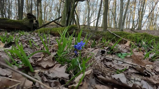 Blue Siberian squill flower (Scilla siberica) growing on forest floor in early spring