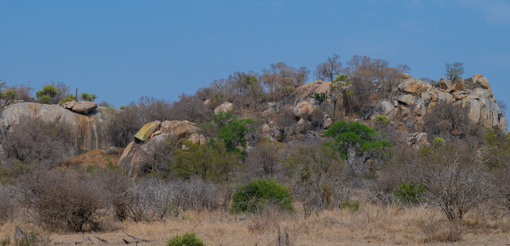Aussicht und Landschaft - Flora Botanik Busch im Kr&uuml;ger National Park - Kruger Nationalpark