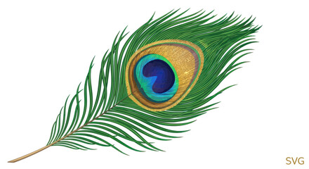 Obraz premium Vibrant Peacock Feather Isolated on White Background, Eye Pattern