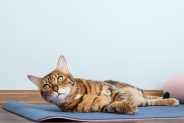 Bengal cat on yoga mat © Svetlana Rey
