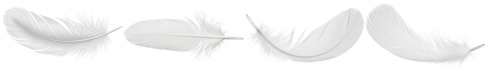 Beautiful soft white feathers, gracefully captured in various arrangements, perfect for ethereal and delicate designs. © FoodPNG