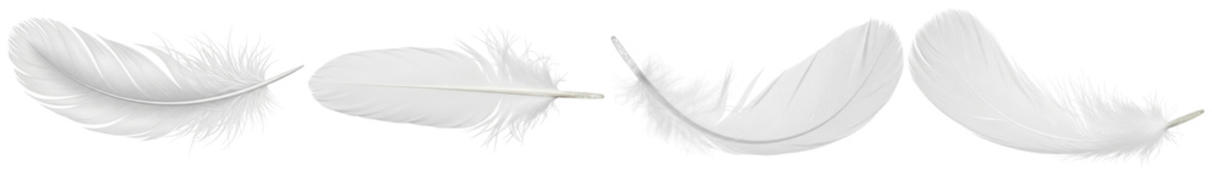 Beautiful soft white feathers, gracefully captured in various arrangements, perfect for ethereal and delicate designs.
