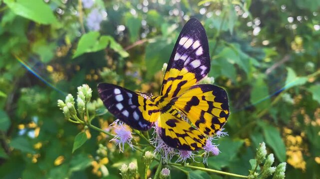 Moth (butterfly) on Siam Weed flower with wings spread in green nature.