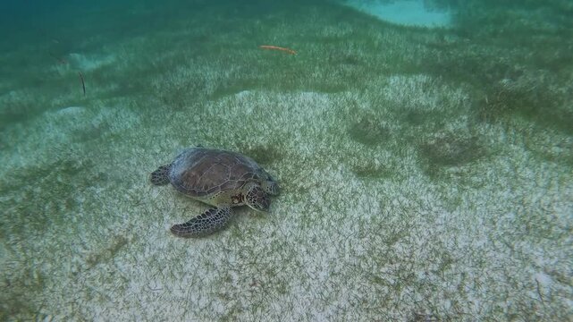 Beautiful sea turtle in the sea bed in wild life 3