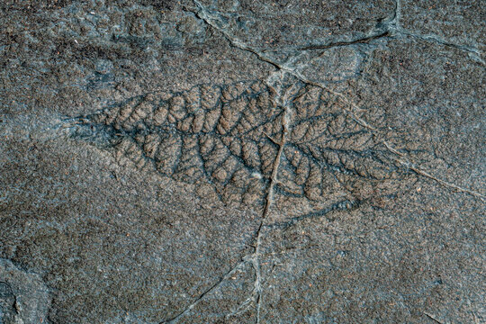 Precambrian fossil imprint close up at Mistaken Point Avalon Newfoundland