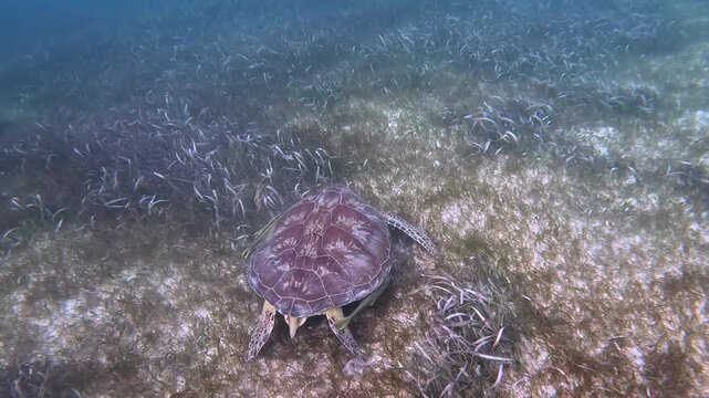 Turtle eating from the sea grass in nature in the Caribbean Sea 2