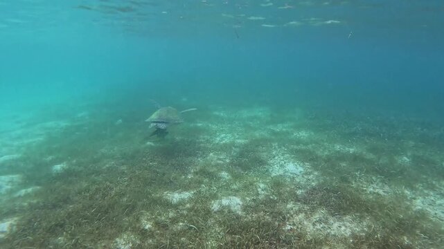 Turtle swimming free in Caribbean tropical water