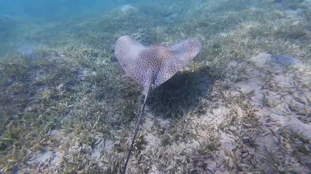Honeycomb Stingray swimming gracefully over the sandy sea floor with seagrass.