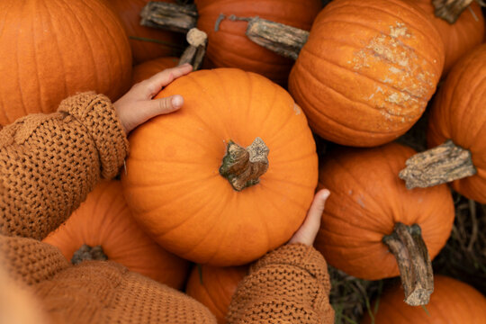 Child with cozy sweater holding pumpkin at autumn harvest farm