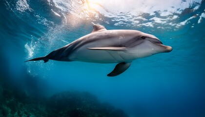 Fototapeta premium bottle nosed dolphin underwater