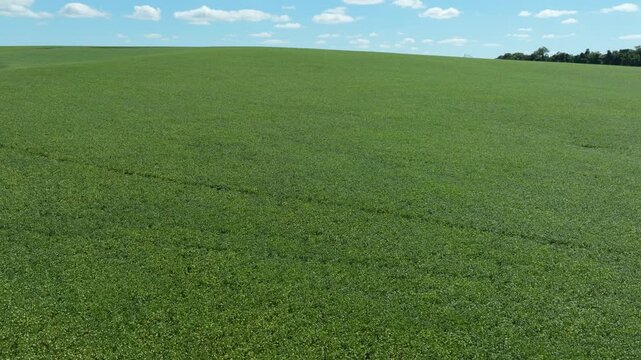 Soybean field aerial reveal over rolling rural landscape under blue sky and soft clouds. Captured in D-Log with 10-bit color using a Hasselblad sensor.