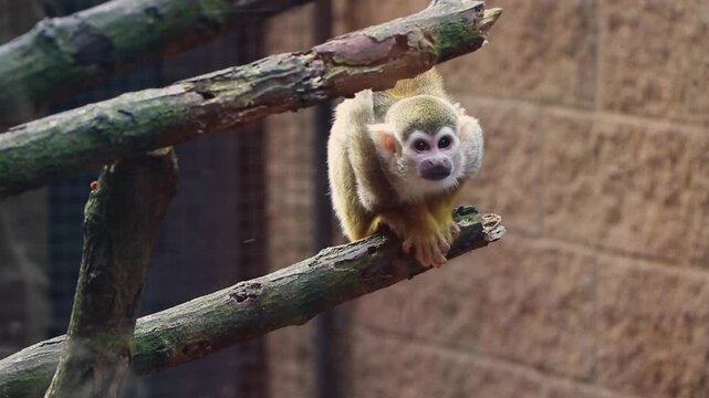Close-up of a Common Squirrel Monkey (Saimiri sciureus) on a wooden post in a zoo looking at the camera and then looking around, showing curiosity