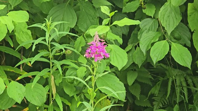 Narrow-leaved willowherb in full bloom &ndash; Pink wildflower in detail