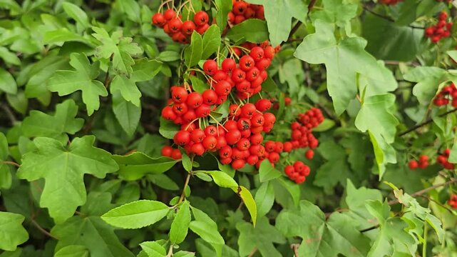Ripe red berries on the firethorn bush among green leaves