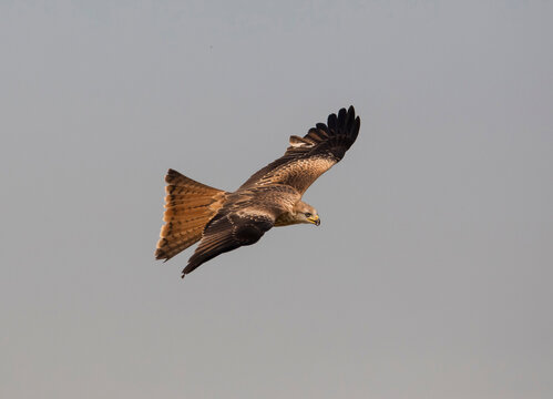 Red kite in flight against clear sky in Extremadura Spain