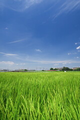 Obraz premium 夏の郊外の稲穂を付けた生育順調な田んぼ風景