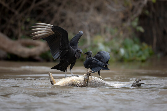 Two Black vultures (Coragyps atratus) perched on top of a dead Caiman floating in river, Mato Grosso, Pantanal, Brazil. 
