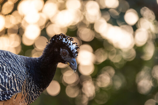 Great curassow (Crax rubra) female, head portrait, Mato Grosso, Pantanal, Brazil. 