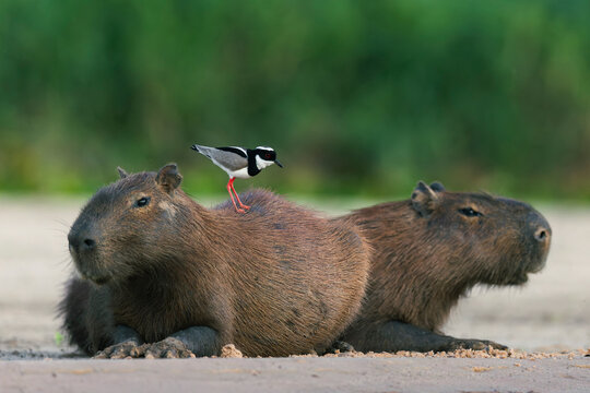 Pied plover (hoploxypterus cayanus) perched on back of Capybara (Hydrochoerus hydrochaeris), feeding on flies, Mato Grosso, Pantanal, Brazil. 