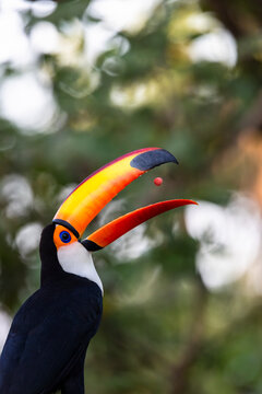 Toco toucan (Ramphastos toco) swallowing a berry, head portrait, Mato Grosso, Pantanal, Brazil. 