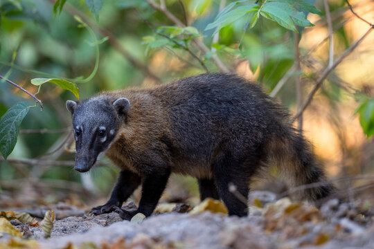 South American coati (Nasua nasua) portrait, Mato Grosso, Pantanal, Brazil. 