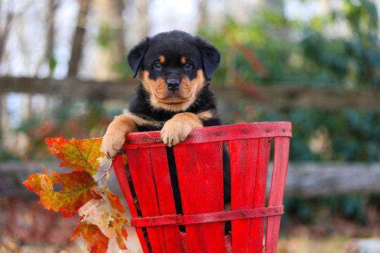 Rottweiler puppy sitting in a basket, portrait, Haddam, Connecticut, USA. December. 