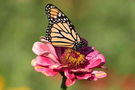 Monarch butterfly (Danaus plexippus) nectaring on Zinnia flower in a garden, southern Connecticut, USA. September. 