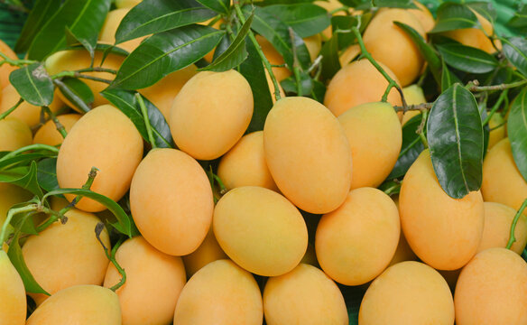 Plum fruits and leaves, tropical fruits, sweet yellow mango trees in  the garden.