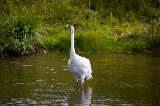 Siberian crane (Leucogeranus leucogeranus) standing in shallow pool, International Crane Foundation, Baraboo, Wisconsin, USA. Captive, occurs in Asia. Critically endangered. 