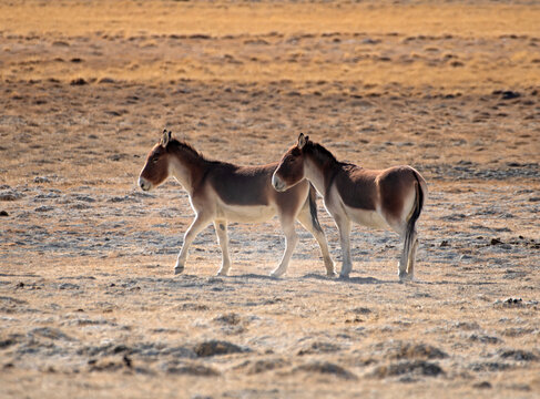 Two Kiangs (Equus kiang) standing in desert landscape, Hanle, Ladakh, India. 