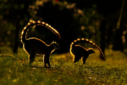 Two Ring-tailed lemurs (Lemur catta) backlit in morning light,
Madagascar. Endangered. 