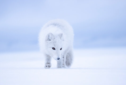 Arctic fox (Vulpes lagopus) winter coat, on snow, portrait, Svalbard, Norway. March. 