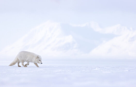 Arctic fox (Vulpes lagopus) winter coat, looking for food on snow, Svalbard, Norway. March. 