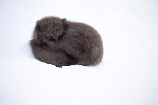 Arctic fox (Vulpes lagopus) blue morph, resting in snow, Hornstrandir Nature Reserve, Iceland. March. 