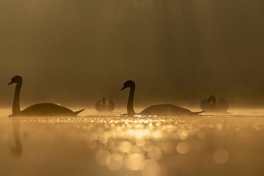 Mute swans (Cygnus olor) pair approaching two other swans in foreground in a territorial dispute, backlit in morning sunlight, Valkenhorst Nature Reserve, The Netherlands. February. 