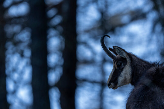 Alpine chamois (Rupicapra rupicapra) portrait, Gran Paradiso National Park, Aosta Valley, Alps, Italy. March. 