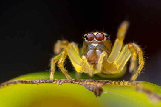 Jumping spider (Salticidae) portrait, Yasun National Park, Amazonian Ecuador. 