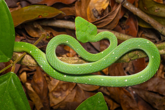 Bornean keeled pit viper (Tropidolaemus subannulatus) juvenile male, portrait, Sandakan, Sabah, Borneo. 
