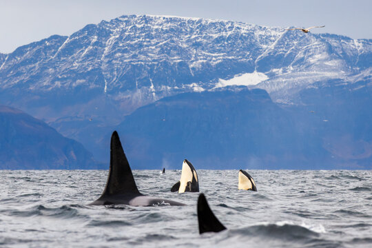 Orcas (Orcinus orca) spyhopping, with mountains in background, Skjervoy, Troms, Norway, Norwegian Sea. October. 