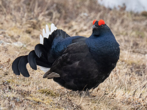Black grouse (Lyrurus tetrix) male, displaying and posturing by raising its tail feathers and strutting, Pokka, Lapland, Finland. May. 
