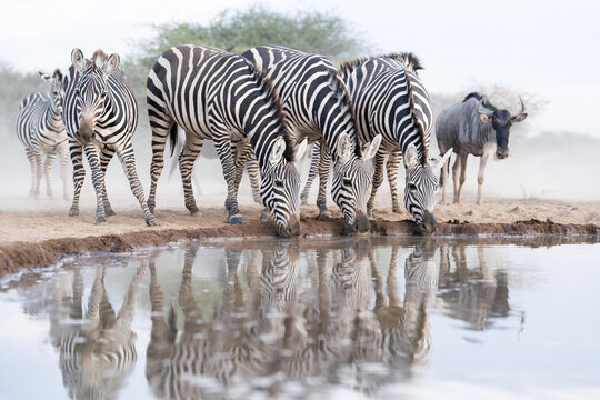 Zebra (Equus sp.) herd drinking at waterhole, Shompole Conservancy, Kenya. 