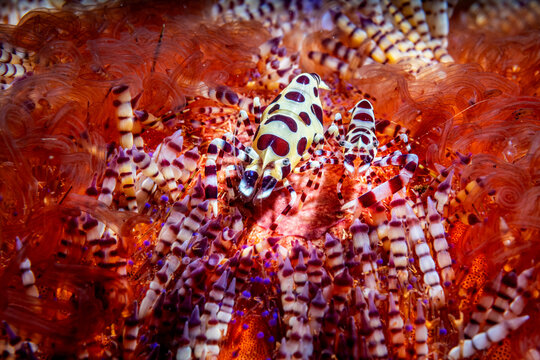 Coleman shrimps (Periclimenes colemani) pair, female on left, resting in a Fire urchin (Asthenosoma varium), North Sulawesi, Indonesia, Lembeh Strait, Pacific Ocean. 